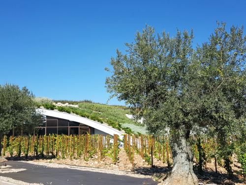 Olive trees in front of a pitched green roof